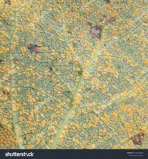 Attēlu rezultāti vaicājumam “Melampsora populnea”