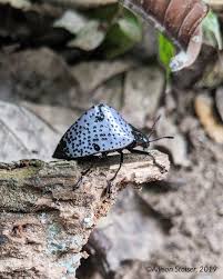 Attēlu rezultāti vaicājumam “Erotylidae”