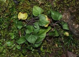 Attēlu rezultāti vaicājumam “Viola rupestris leaf”