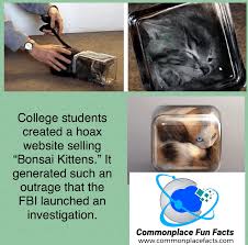 Kuvahaun tulos haulle bonsaikitten