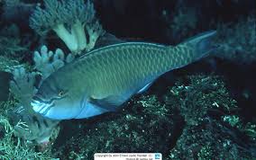 Image result for Scarus fuscopurpureus