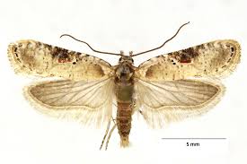 Attēlu rezultāti vaicājumam “Agonopterix alstromeriana”