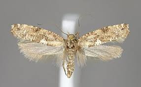 Attēlu rezultāti vaicājumam “Acrolepiopsis assectella”