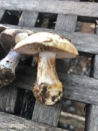 Attēlu rezultāti vaicājumam “Lepista sp.”