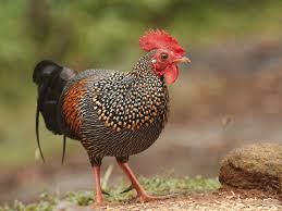 Attēlu rezultāti vaicājumam “Gallus male”