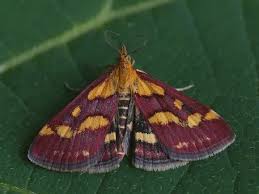 Attēlu rezultāti vaicājumam “Pyrausta purpuralis”
