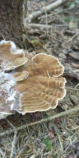 Attēlu rezultāti vaicājumam “Onnia tomentosa”