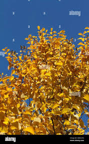 Attēlu rezultāti vaicājumam “Betula alleghaniensis fruit”