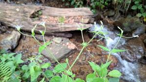 Attēlu rezultāti vaicājumam “Stellaria nemorum leaf”