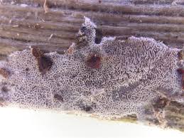 Attēlu rezultāti vaicājumam “Ceriporia viridans”