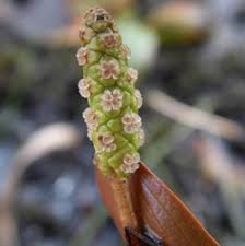 Attēlu rezultāti vaicājumam “Stuckenia filiformis bud”