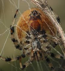Attēlu rezultāti vaicājumam “Araneus quadratus female”