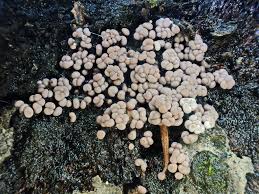 Attēlu rezultāti vaicājumam “Badhamia sp.”