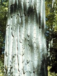 Attēlu rezultāti vaicājumam “Populus x gileadensis”