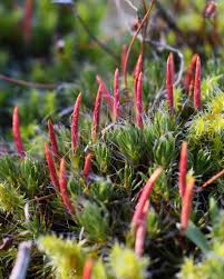 Attēlu rezultāti vaicājumam “Polytrichum piliferum”