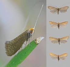 Attēlu rezultāti vaicājumam “Nematopogon sp.”