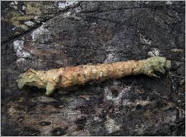 Attēlu rezultāti vaicājumam “Crocallis elinguaria larva”