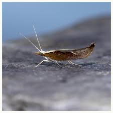 Attēlu rezultāti vaicājumam “Ypsolopha dentella”