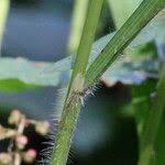 Attēlu rezultāti vaicājumam “Brachypodium sylvaticum fruit”