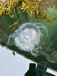 Image result for Cyanea capillata