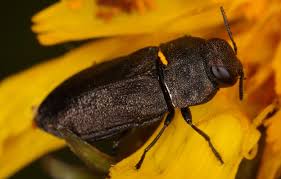 Attēlu rezultāti vaicājumam “Anthaxia quadripunctata”