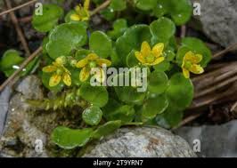 Attēlu rezultāti vaicājumam “Saxifraga cymbalaria flower”