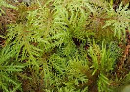 Attēlu rezultāti vaicājumam “Hylocomium splendens sporophyte”