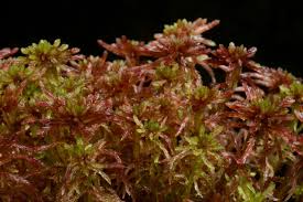 Attēlu rezultāti vaicājumam “Sphagnum russowii”