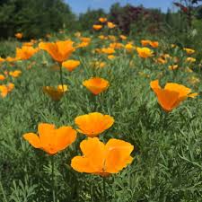 Attēlu rezultāti vaicājumam “Eschscholzia californica”
