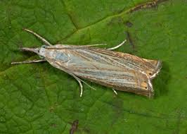 Attēlu rezultāti vaicājumam “Chrysoteuchia culmella”