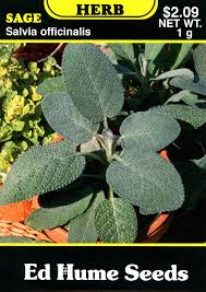 Image result for Salvia officinalis