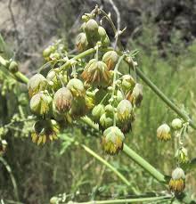Attēlu rezultāti vaicājumam “Thalictrum flavum bud”