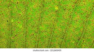 Attēlu rezultāti vaicājumam “Coleosporium sp.”