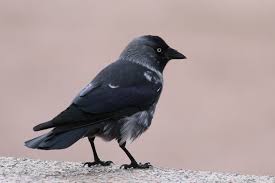 Attēlu rezultāti vaicājumam “Corvus monedula adult”