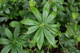 Attēlu rezultāti vaicājumam “Galium rivale leaf”