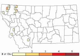Attēlu rezultāti vaicājumam “Dicranella crispa”