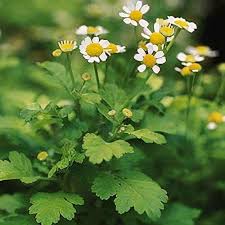 Image result for Tanacetum parthenium