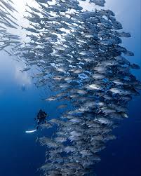 Image result for Tornado Divers