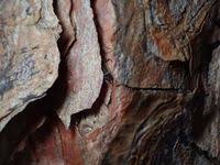 Attēlu rezultāti vaicājumam “Nothorhina punctata”