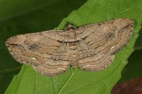 Attēlu rezultāti vaicājumam “Horisme vitalbata”