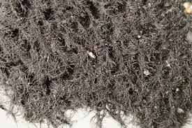 Attēlu rezultāti vaicājumam “Cystocoleus ebeneus”