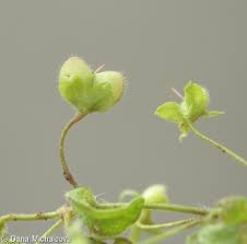 Attēlu rezultāti vaicājumam “Veronica persica fruit”