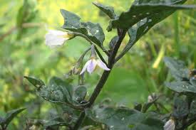 Attēlu rezultāti vaicājumam “Solanum nigrum leaf”