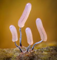 Attēlu rezultāti vaicājumam “Stemonitopsis typhina young”