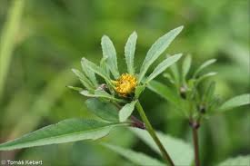 Attēlu rezultāti vaicājumam “Bidens frondosa”