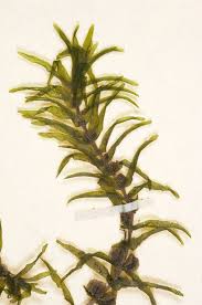 Attēlu rezultāti vaicājumam “Callitriche cophocarpa leaf”