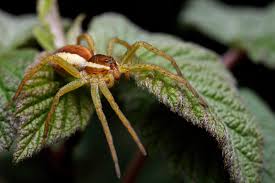 Attēlu rezultāti vaicājumam “Dolomedes fimbriatus”