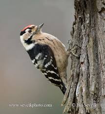 Attēlu rezultāti vaicājumam “Dendrocopos minor”