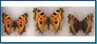 Attēlu rezultāti vaicājumam “Nymphalis xanthomelas”