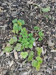 Attēlu rezultāti vaicājumam “Ranunculus lanuginosus flower”